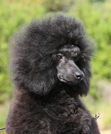 Poodle 9Y788D-048.JPG